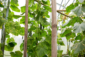 Image showing close up of cucumber growing at garden