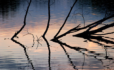 Image showing Withered trees reflection in the warm light of sunset