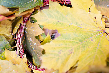 Image showing look of golden fall