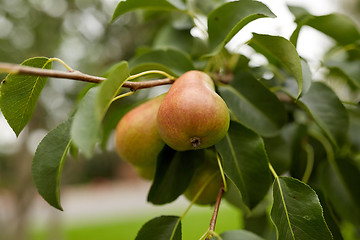 Image showing close up of pear tree branch