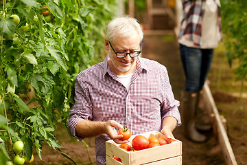 Image showing old man with box of tomatoes at farm greenhouse