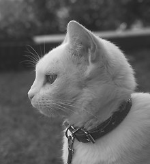 Image showing white cat