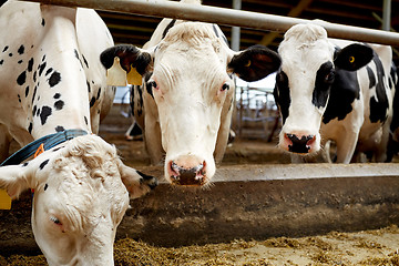 Image showing herd of cows eating hay in cowshed on dairy farm