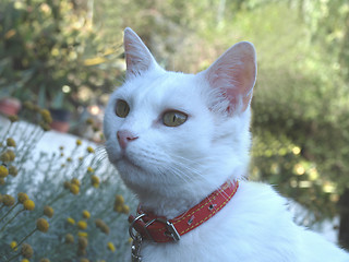 Image showing white cat