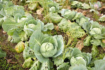 Image showing cabbage growing on summer garden bed at farm