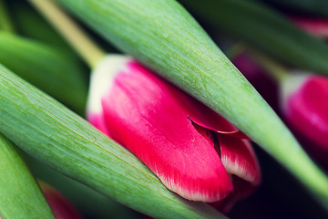 Image showing close up of tulip flowers