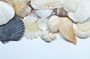 Image showing Sea shells scraped together