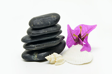 Image showing Black pebble and shells