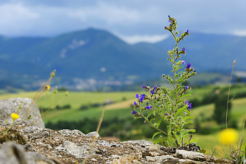 Image showing Typical plant and landscape in Marche