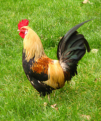 Image showing rooster