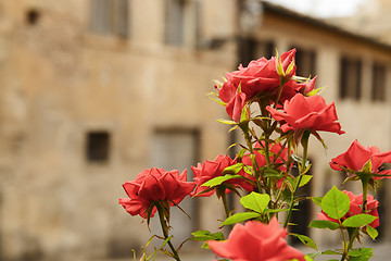 Image showing Flower with houses in background