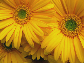 Image showing green and yellow daisies