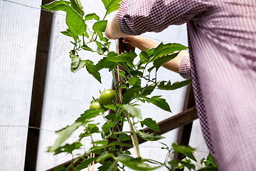 Image showing senior man tying up tomato seedling at greenhouse