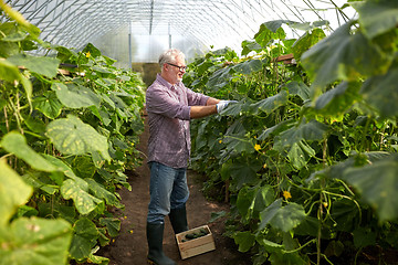 Image showing old man picking cucumbers up at farm greenhouse