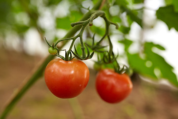 Image showing close up of tomato growing at garden