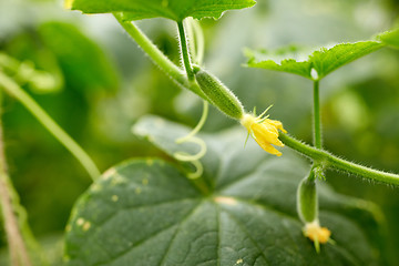 Image showing close up of cucumber growing at garden