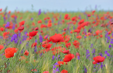 Image showing colorful flowers on field