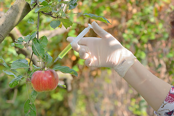 Image showing Injecting liquid to red apple using syringe 