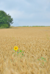 Image showing Isolated Sunflower in wheat field