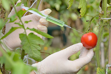 Image showing Injection into red tomato