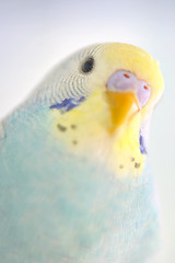 Image showing Details of Budgerigar parrot