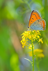 Image showing Orange butterfly on summer flower