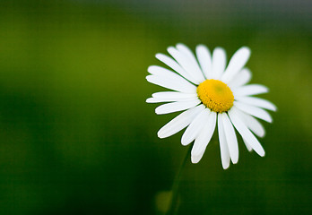 Image showing single camomile