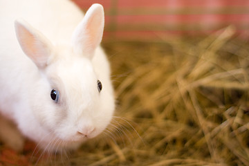 Image showing white rebbit