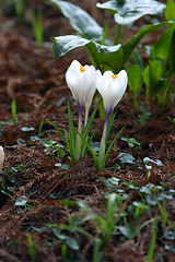 Image showing White crocus