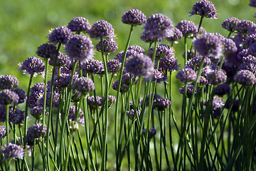 Image showing Beautiful herb flowers