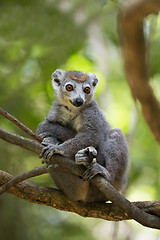 Image showing crowned lemur Ankarana National Park