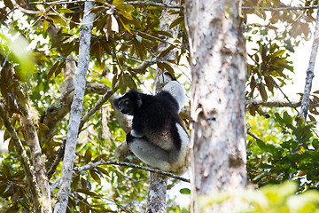 Image showing Black and white Lemur Indri