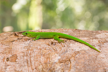 Image showing Phelsuma madagascariensis is a species of day gecko Madagascar