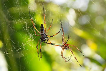 Image showing Golden silk orb-weaver on net Madagascar