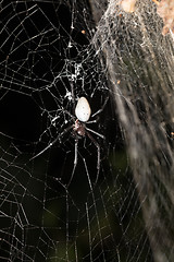 Image showing big white spider Nephilengys livida Madagascar