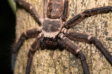 Image showing big huntsman spider on tree Madagascar