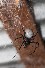 Image showing big white spider Nephilengys livida Madagascar