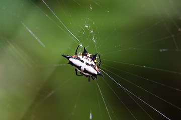 Image showing Spiny orb-weaver or crab spider madagascar
