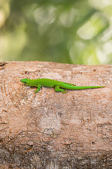 Image showing Phelsuma madagascariensis is a species of day gecko Madagascar
