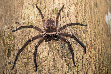 Image showing big huntsman spider on tree Madagascar