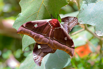 Image showing big butterfly Gonimbrasia belina, emperor moth Madagascar