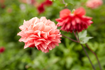 Image showing beautiful dahlia flowers at summer garden