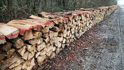 Image showing Wood pile in wood