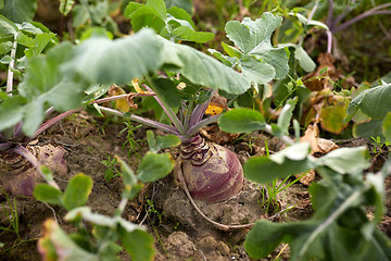 Image showing beetroot growing on summer garden bed