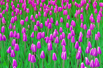 Image showing Purple Tulips Field