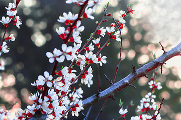 Image showing Almond Flowers At Springtime