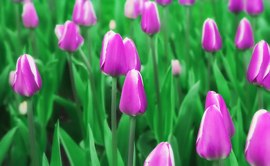 Image showing Soft Blur Purple Tulips 