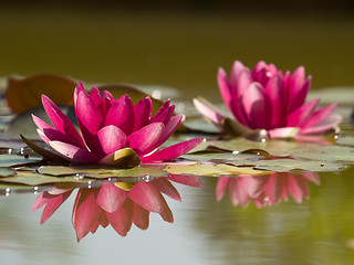 Image showing Two Lotus Flowers in Pond with Reflection