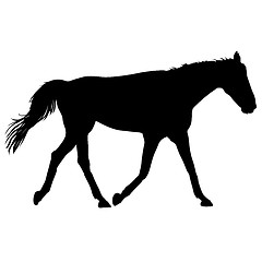 Image showing silhouette of black mustang horse illustration