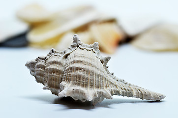 Image showing Sea shell isolated on white